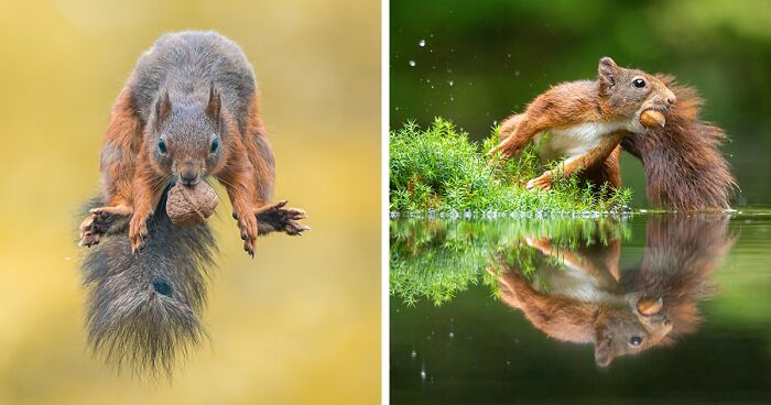 My 36 Pictures Featuring The Gymnastic Abilities Of Red Squirrels