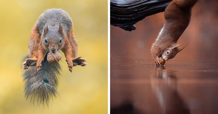 I Am Passionate About Red Squirrels, And Here Are 36 Photos Showcasing Their Gymnastic Skills