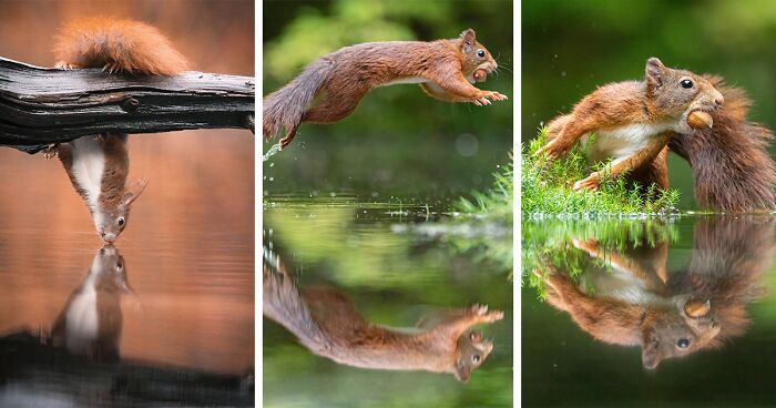 I Took Pictures Of Red Squirrels, Extremely Agile Animals With Long Tails (36 Pics)