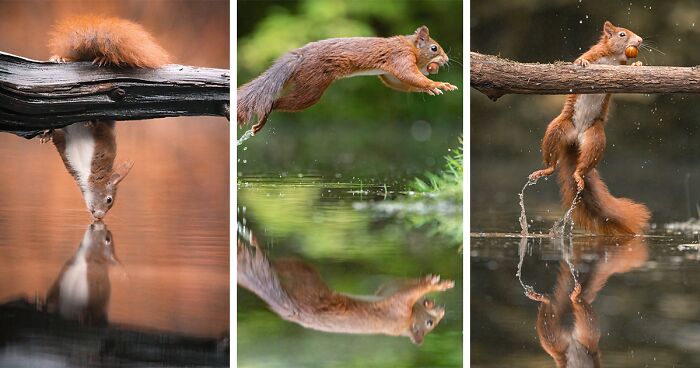 My 36 Photos That Showcase The Gymnastic Skills Of Red Squirrels