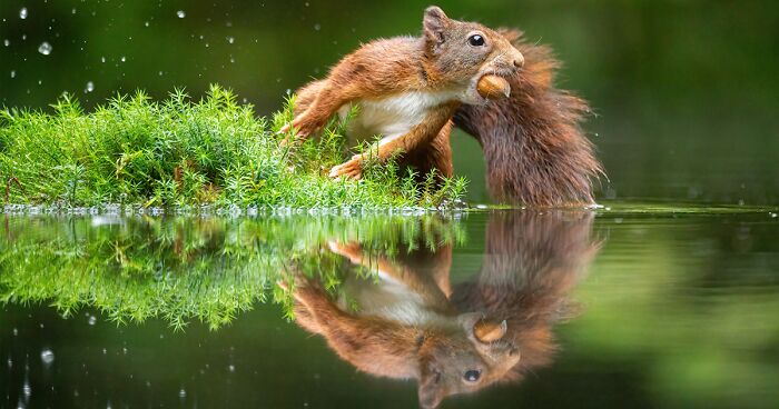 My 36 Photos That Showcase The Gymnastic Skills Of Red Squirrels