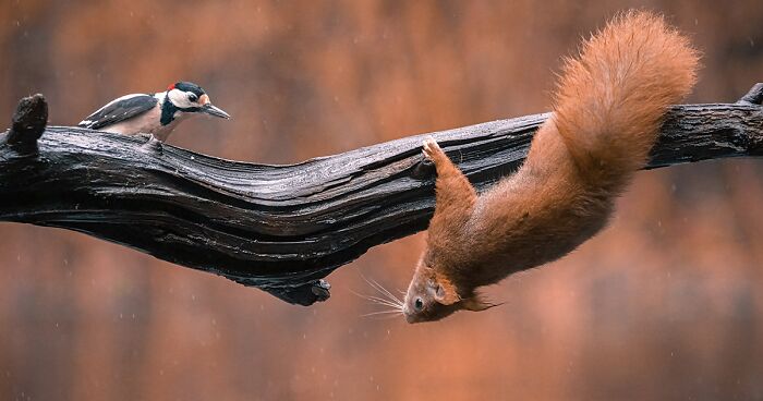 I Captured The Gymnastic Skills Of Red Squirrels In My 36 Photos