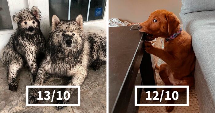 127 Times 'We Rate Dogs' Twitter Account Was Asked To Rate Dogs And They Hilariously Delivered