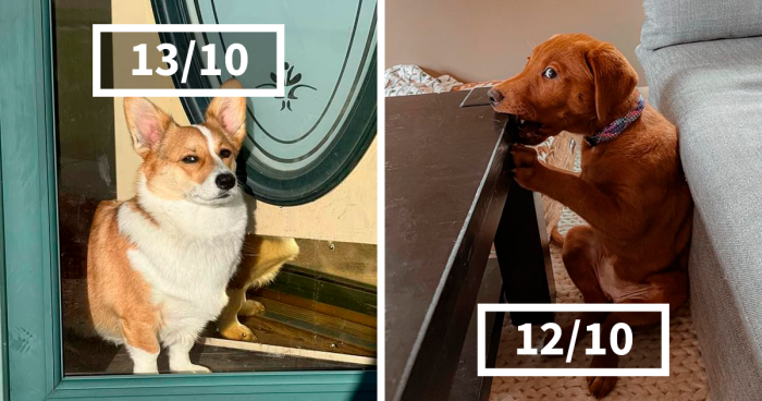 These 127 Pictures Of Dogs And Their Ratings Ought To Brighten Up The Darkest Of Days (New Pics)