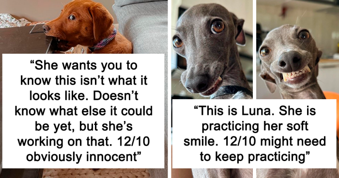 127 Times People Asked To Rate Their Dogs And Got Hilariously Wholesome Results (New Pics)