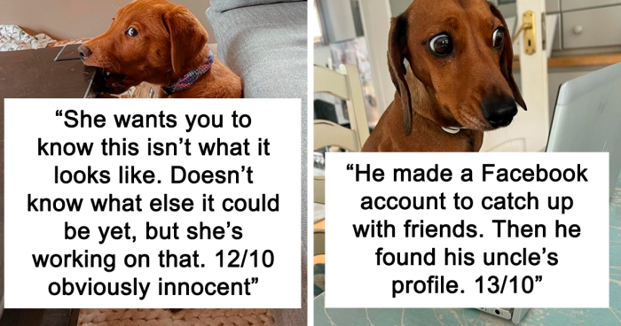 The “We Rate Dogs” X Account Rates People’s Dogs, And It’s As Hilarious As It Is Wholesome (127 New Pics)