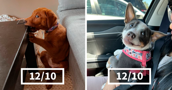 This X Page Takes Dog Ratings Extremely Seriously, Here Are 127 Of The Most Wholesome Ones (New Pics)