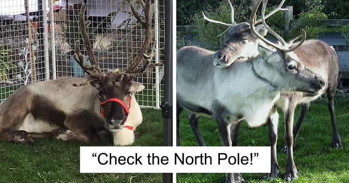 “Be Free, Rudolph”: Runaway Reindeer Force Police To Close Main Road After Fleeing Santa’s Grotto