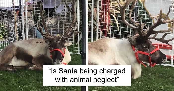 “They Went For Quite A Run”: Blue and Blitzen, Two Reindeer, Escape Christmas Attraction In Suffolk