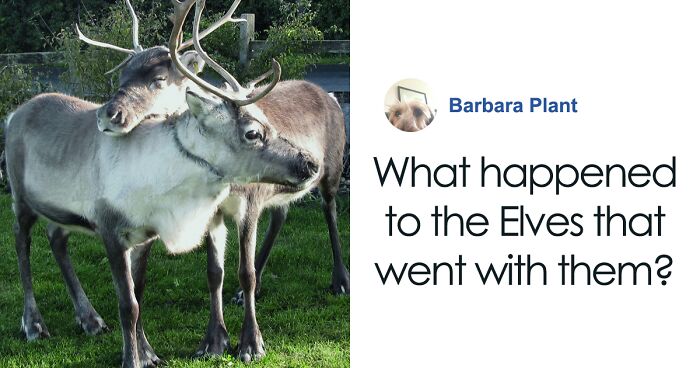 “Santa Charged With Animal Neglect”: Two Reindeer Escape Christmas Attraction In Suffolk