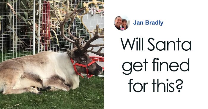 Reindeer Force Police To Temporarily Close Main Road After Fleeing ‘Santa’s Grotto’ Attraction