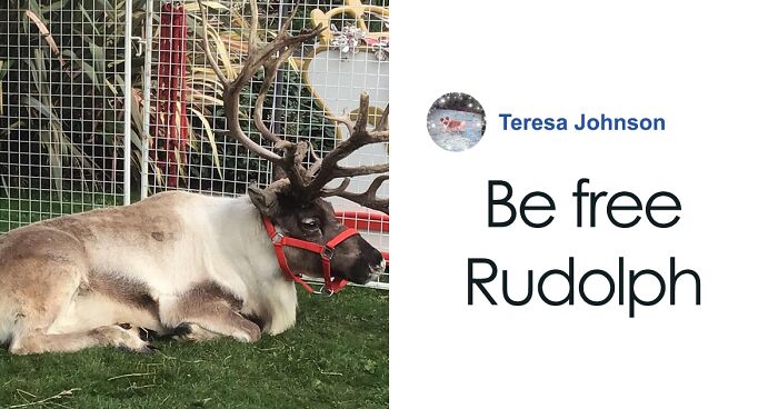 Reindeer Named Blue And Blitzen Stopped Traffic For A Day After Escaping “Santa’s Grotto”