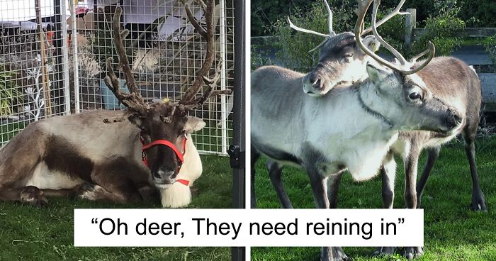 Two Reindeer Named Blue And Blitzen Were Found Again After Escaping A Christmas Event