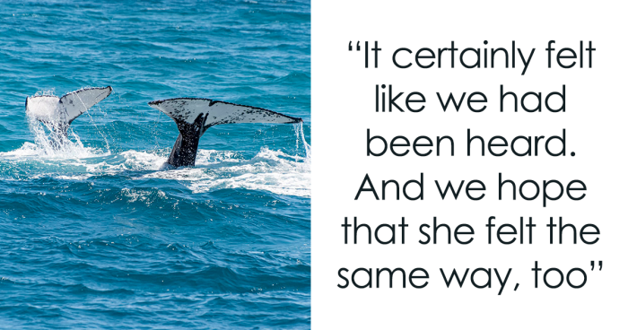 “We’ve Been Heard”: Scientists Communicate With A Whale For 20 Minutes