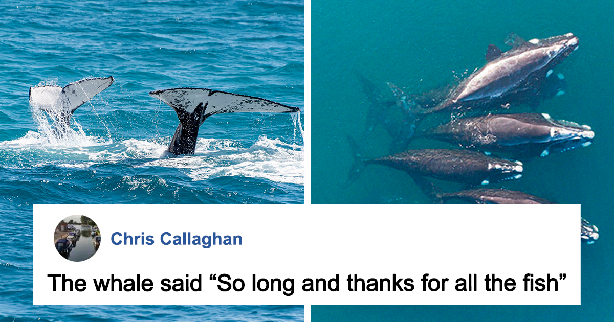 we-ve-been-heard-scientists-communicate-with-a-whale-for-20-minutes