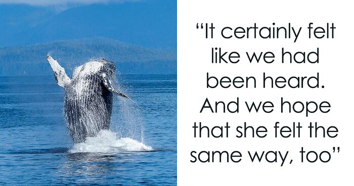 “Very Intelligent Creatures”: Scientists Contact Whale In World’s First Conversation With A Mammal