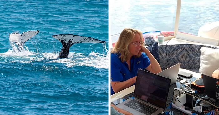 Scientists Exchange 20-Minute Conversation With A Whale, May Get Insights On Future Alien Talks