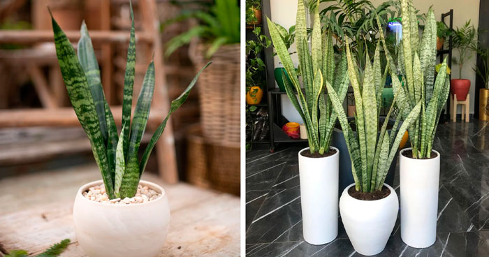 Snake Plant Care Guide & Tips For A Thriving Plant