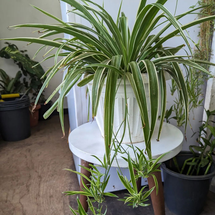 Beautiful Indoor Baby Spider Plant Chlorophytum comosum (Green) x 1  Spiderette