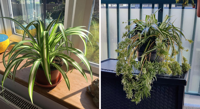 Spider Plant Care: Why You Should Let This Spider Crawl Into Your Home