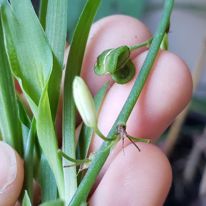 7 Spider Plant Benefits And Why Your Home Needs One