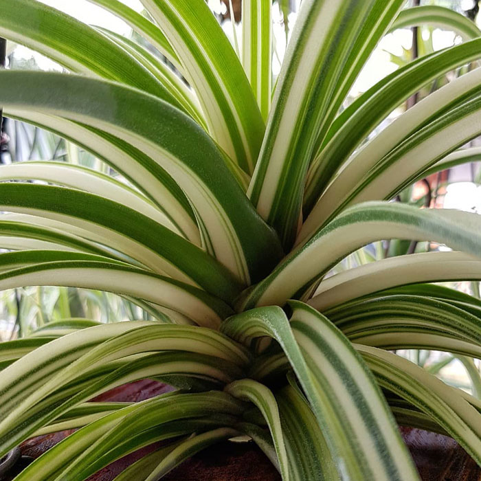 White Stripe spider plant close-up