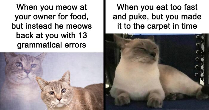 80 Funny Memes That Sum Up Raising A Cat Perfectly, As Shared By ‘The Odd Cat Sanctuary’