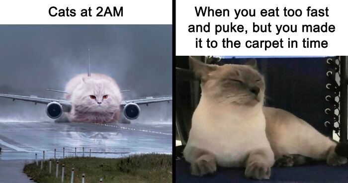 80 Funny And Relatable Cat Memes To Brighten Up Your Day, As Shared By This Nonprofit