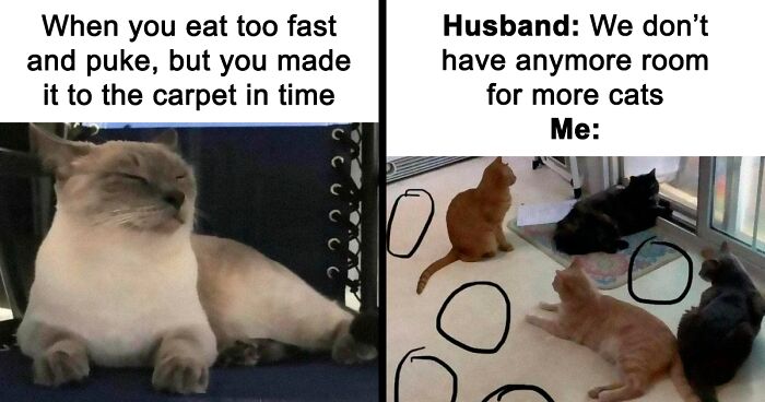 80 Cat Memes That May Make You Wish You Could Tag Your Cat, As Shared By ‘The Odd Cat Sanctuary’