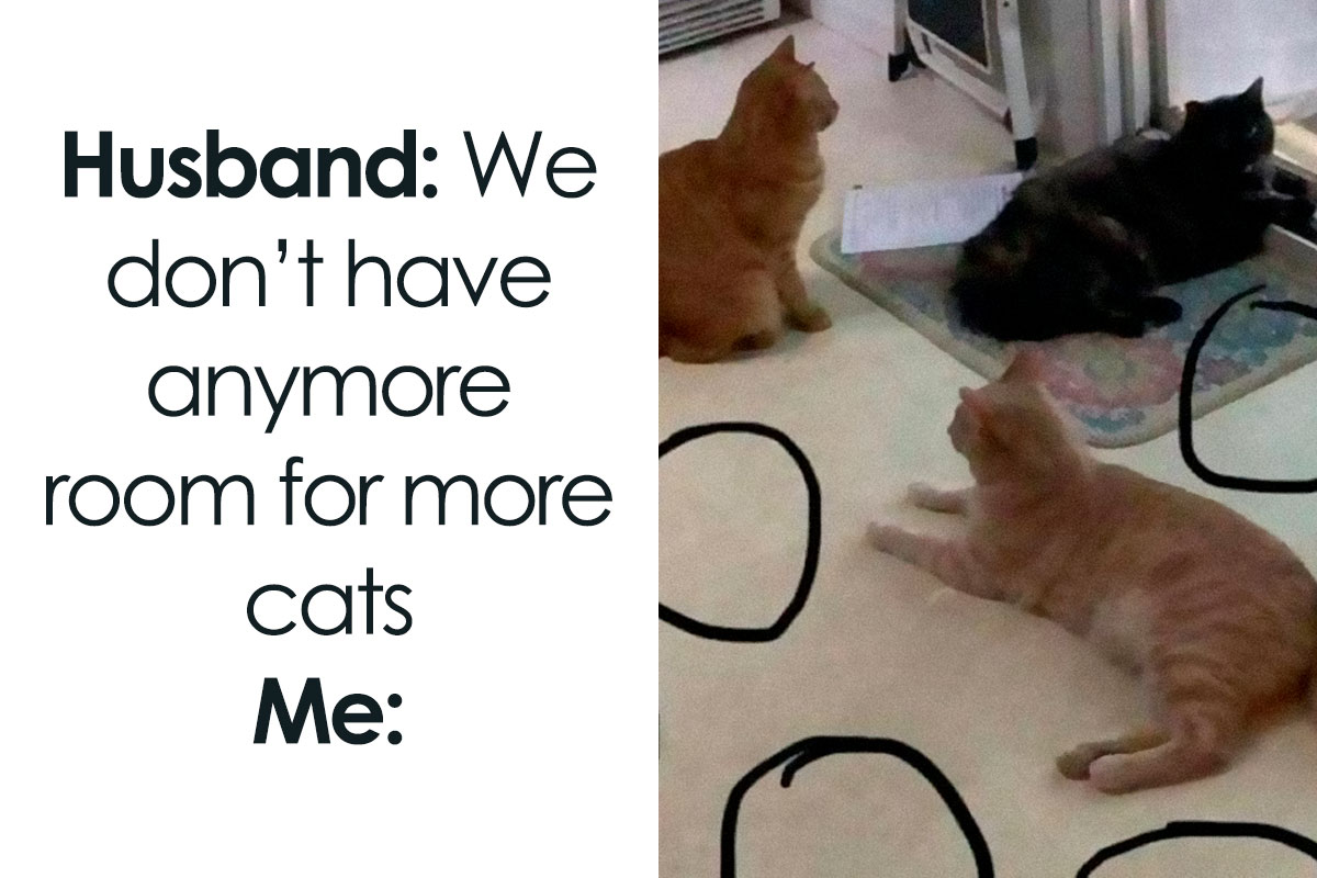 Happy Happy Happy Cat Meme Song: Here's Everything You Need To