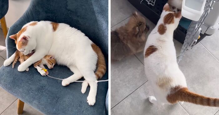 After Vet Rescued Rico As A Kitten, He’s Been Paying It Back By Taking Care Of Patients