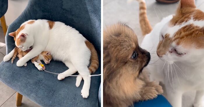 Rescue Cat Takes Care Of Vet Clinic’s Nervous Patients By Providing Emotional Support