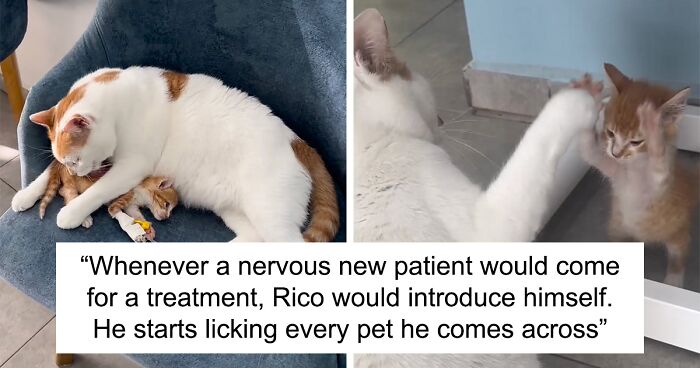 “He Starts Licking Every Pet He Comes Across” Vet Clinic’s Resident Cat Helps Nervous Patients