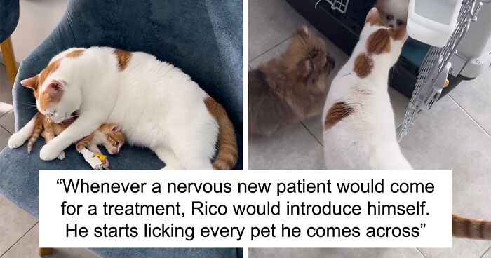 Vet Clinic’s Resident Cat Takes Care Of A Sickly Kitten