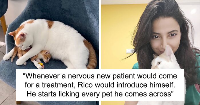 Rico Was Rescued As A Sick Kitten, Now He Returns The Favor By Taking Care Of Ailing Kitten