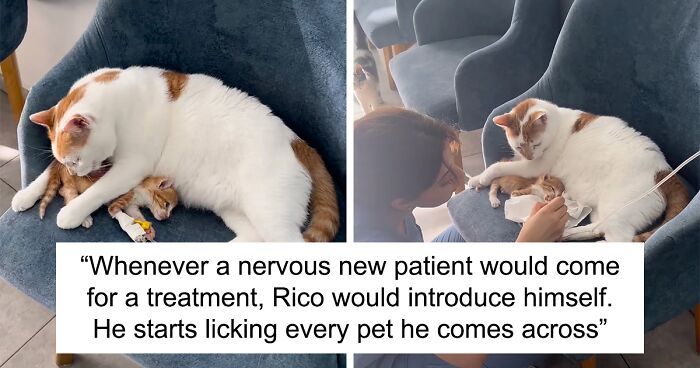 After Vet Rescued Rico As A Kitten, He’s Been Paying It Back By Taking Care Of Patients