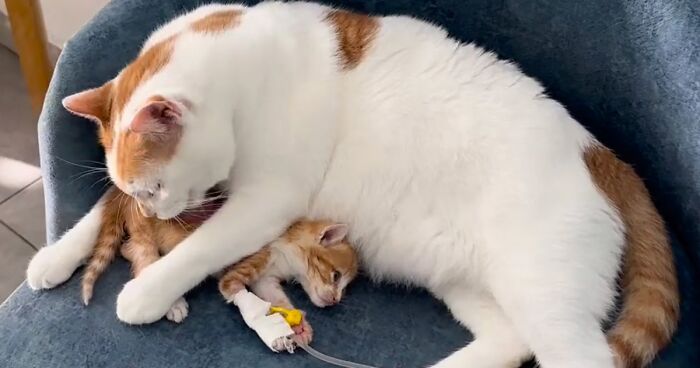 Meet Rico, Resident Cat At Vet Clinic Who Takes Care Of Scared Patients