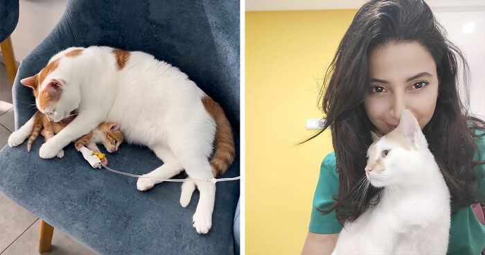 After Vet Rescued Rico As A Kitten, He’s Been Paying It Back By Taking Care Of Patients