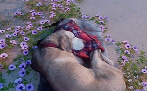 To Cope With His Grief, Man Creates A World Where He Can Keep Visiting His Pooch Who Passed Away