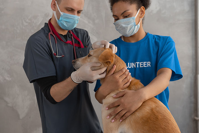 Veterinarian Checking the Brown Short Coated Dog