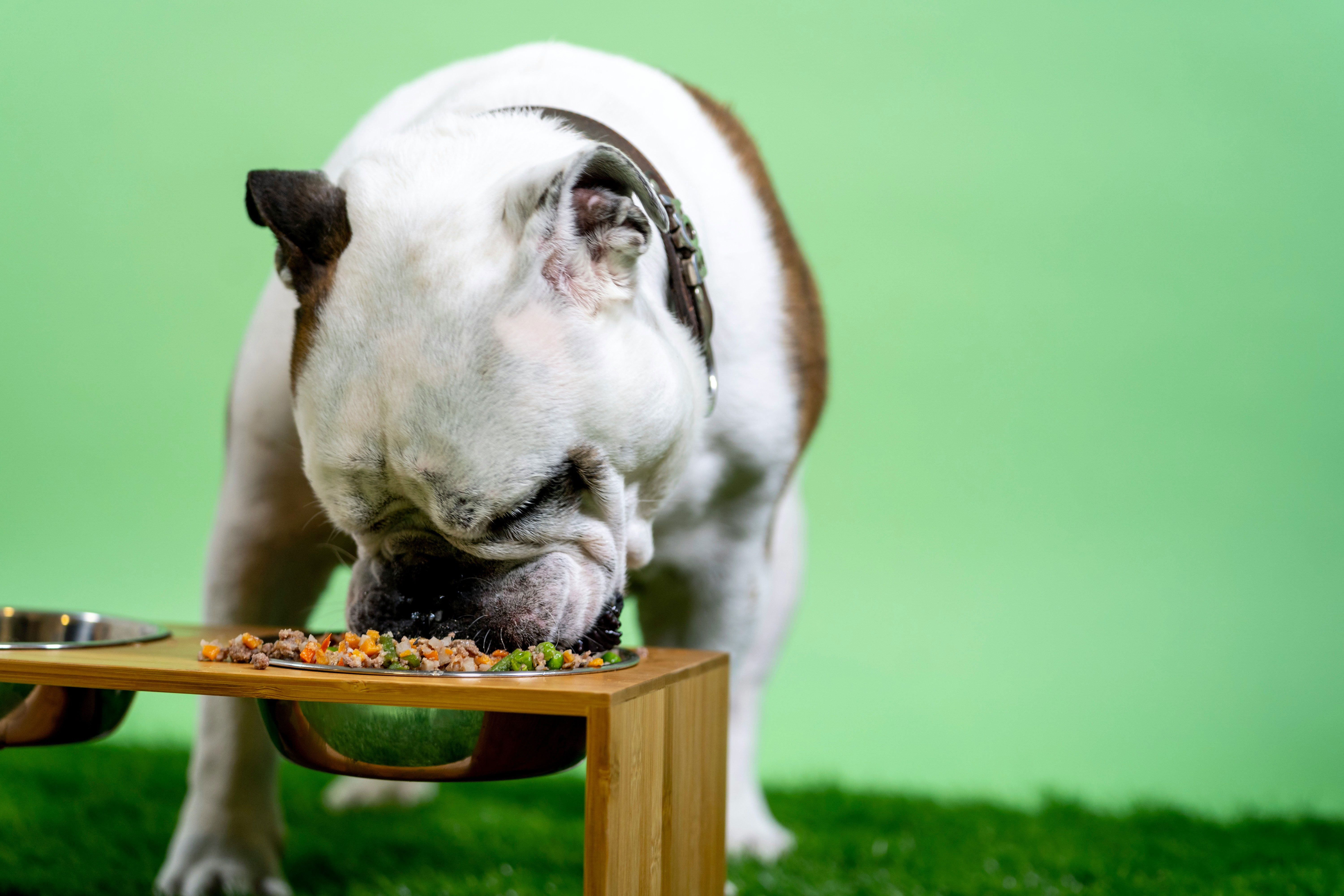 Best dog food for bulldogs best sale with gas