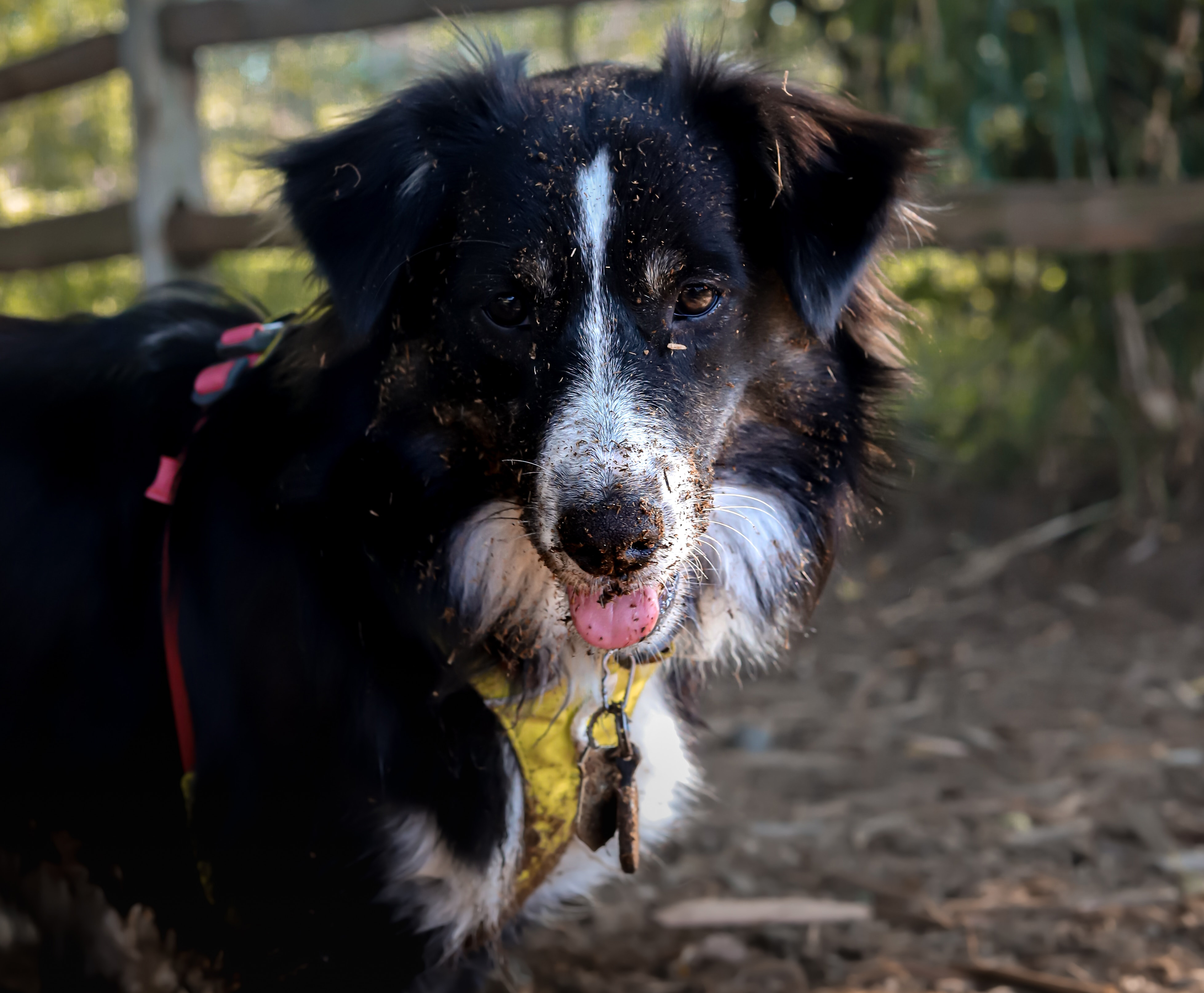 a black dog with a dirty face