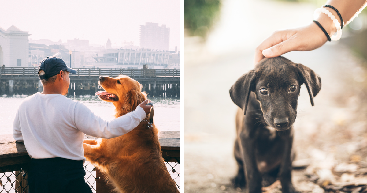 Deciphering the Bond Between Humans and Dogs: What Makes Our Love for Canines so Strong?