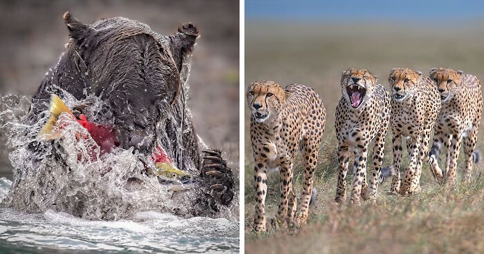 Highly Commended Photos: First Look At World’s Top Wildlife Photographers Of 2023 (49 Pics)