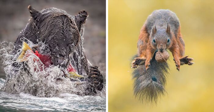 World’s Top Wildlife Photographers: Here Are The Best 49 Photos Of 2023