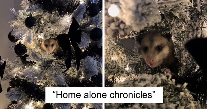 Jolly Wild Possum Surprises Texan Woman After Hiding In Her Christmas Tree