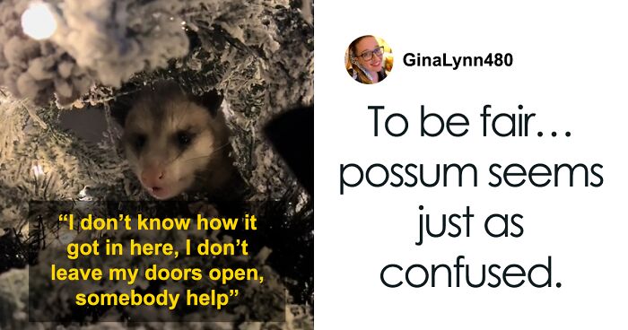 “On The First Day Of Christmas, A Possum Came To Me”: Woman Discovers Possum In Her Xmas Tree