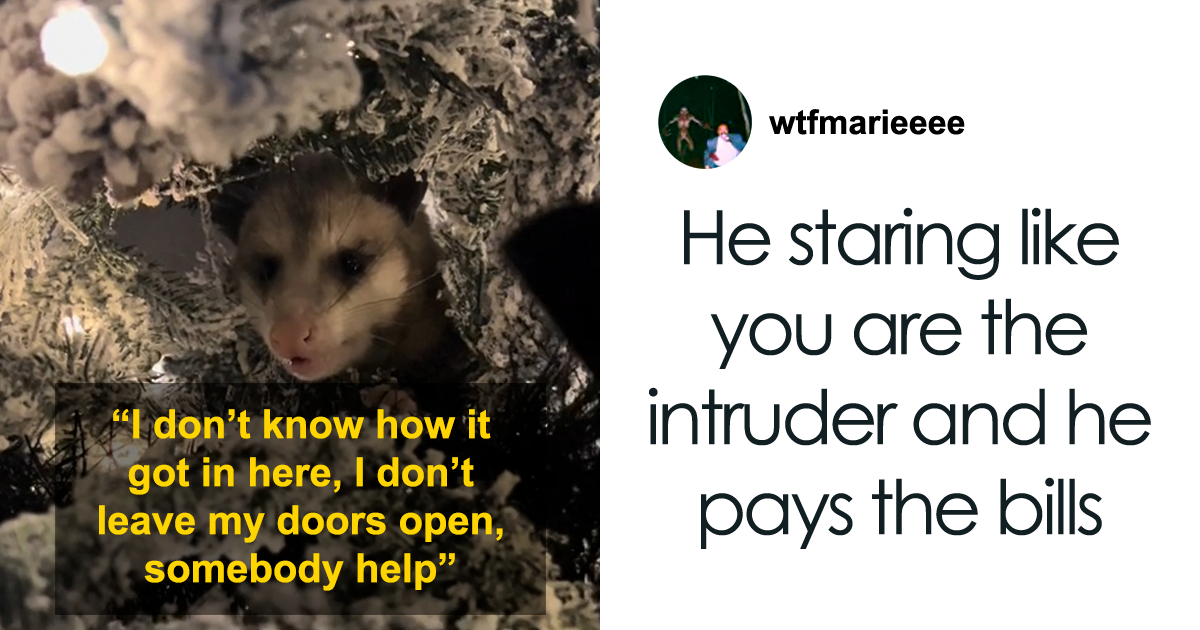 Jolly Wild Possum Discovered In Texas Woman s Christmas Tree After It