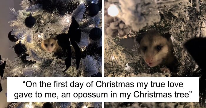 Woman Discovers Wild Possum Hanging Out In Her Artificial Christmas Tree