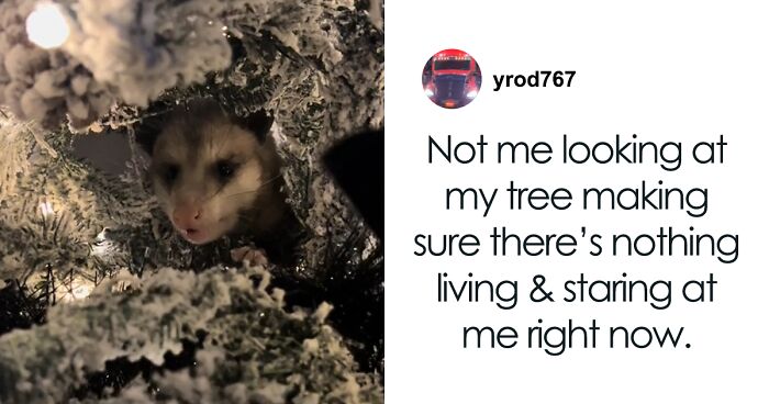 Texan Woman “Freaks Out” Upon Discovering A Wild Possum Hanging From Her Christmas Tree